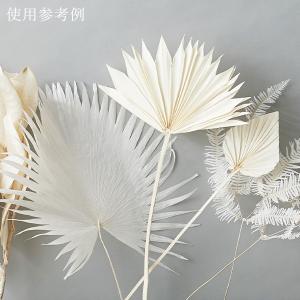 ドライフラワー 花材 即日出荷 パームサンリー...の詳細画像4
