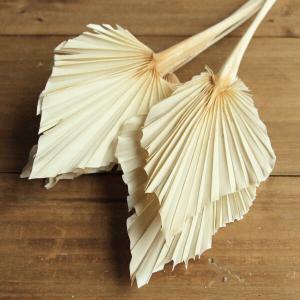ドライフラワー 花材 即日出荷 パームスペード...の詳細画像1