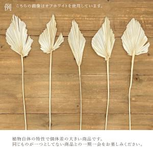 ドライフラワー 花材 即日出荷 パームスペード...の詳細画像4