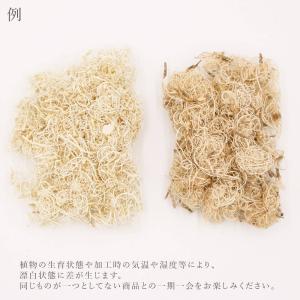 ドライフラワー 花材 即日出荷 カーリーモス ...の詳細画像2