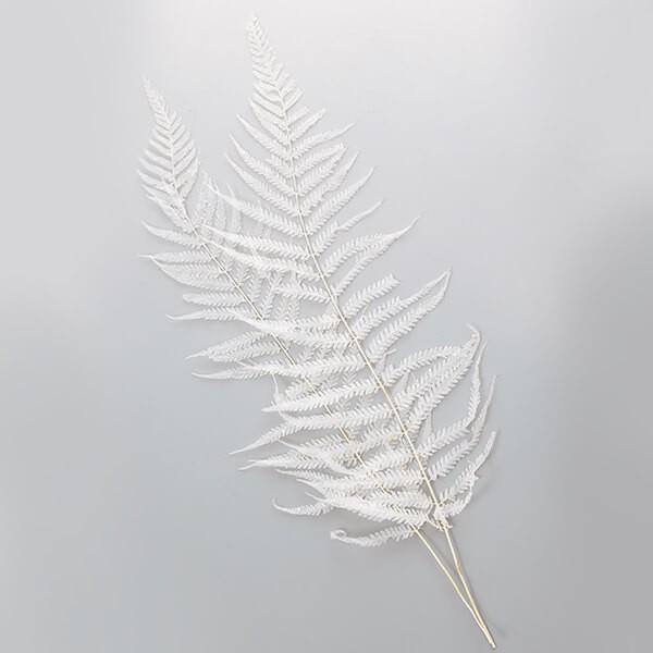 ドライフラワー 花材 即日出荷 特価 束ねる ナガシダ 白 (在庫限り) 少量 小分け 花材 素材 ...