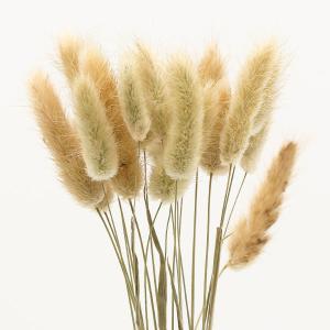 ドライフラワー 花材 即日出荷 ラグラス グリ...の詳細画像1