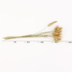 ドライフラワー 花材 即日出荷 ラグラス グリ...の詳細画像2