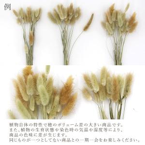 ドライフラワー 花材 即日出荷 ラグラス グリ...の詳細画像3