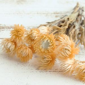 ドライフラワー 花材 即日出荷 シルバーデイジ...の詳細画像1