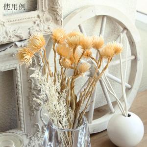 ドライフラワー 花材 即日出荷 シルバーデイジ...の詳細画像5