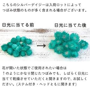 ドライフラワー 花材 即日出荷 シルバーデイジ...の詳細画像3