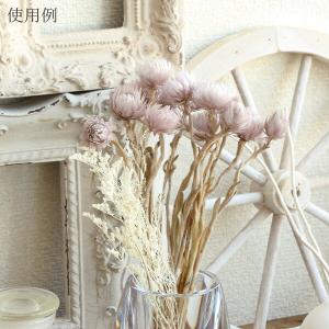 ドライフラワー 花材 即日出荷 シルバーデイジ...の詳細画像5