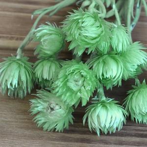ドライフラワー 花材 即日出荷 シルバーデイジ...の詳細画像1