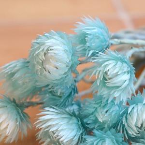 ドライフラワー 花材 即日出荷 シルバーデイジ...の詳細画像1