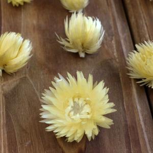 ドライフラワー 花材 即日出荷 シルバーデイジ...の詳細画像1