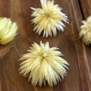 ドライフラワー 花材 即日出荷 シルバーデイジ...の詳細画像2