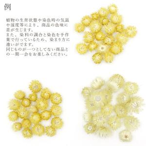 ドライフラワー 花材 即日出荷 シルバーデイジ...の詳細画像4