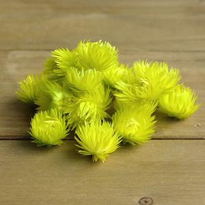 ドライフラワー 花材 即日出荷 シルバーデイジーヘッド イエローグリーン シルバーデージー 花材 素材 材料 パーツ ドライフラワー スワッグ DIY 東方貿易