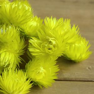 ドライフラワー 花材 即日出荷 シルバーデイジ...の詳細画像1