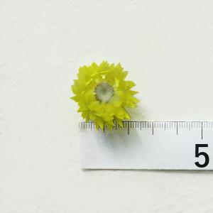 ドライフラワー 花材 即日出荷 シルバーデイジ...の詳細画像2