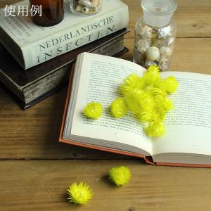 ドライフラワー 花材 即日出荷 シルバーデイジ...の詳細画像3