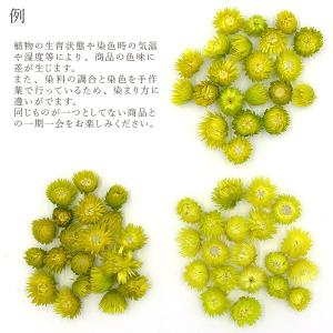ドライフラワー 花材 即日出荷 シルバーデイジ...の詳細画像5