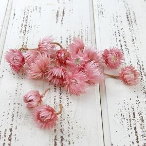 ドライフラワー 花材 即日出荷 シルバーデイジー・ヘッド ライトピンク ※色の濃淡がある場合があります シルバーデージー 花材 素材 材料 花束 東方貿易