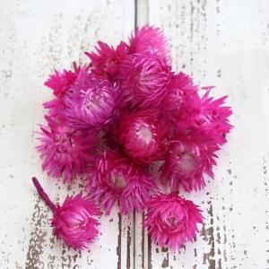 ドライフラワー 花材 即日出荷 シルバーデイジー...の商品画像