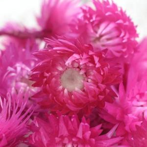 ドライフラワー 花材 即日出荷 シルバーデイジ...の詳細画像1