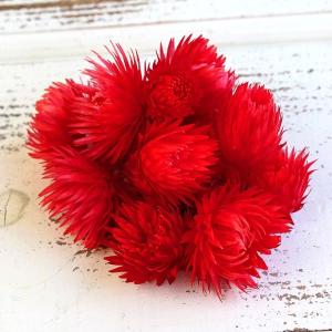 ドライフラワー 花材 即日出荷 シルバーデイジーヘッド レッド シルバーデージー 花材 素材 材料 パーツ ドライフラワー スワッグ ブーケ 花束 東方貿易