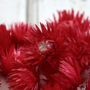 ドライフラワー 花材 即日出荷 シルバーデイジ...の詳細画像1