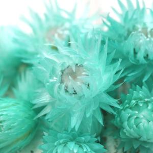 ドライフラワー 花材 即日出荷 シルバーデイジ...の詳細画像1