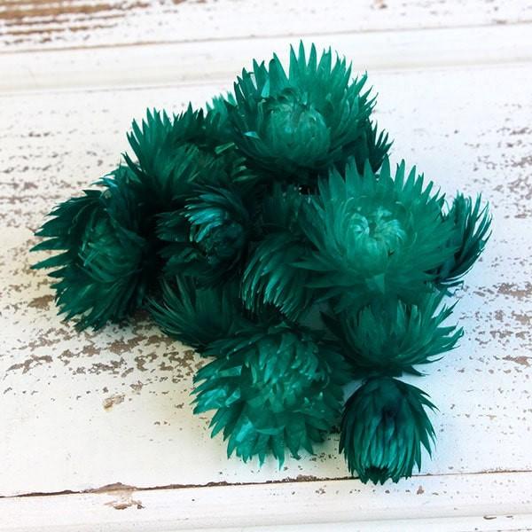 ドライフラワー 花材 即日出荷 シルバーデイジーヘッド あさぎ色 シルバーデージー 花材 素材 材料...