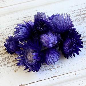 ドライフラワー 花材 即日出荷 シルバーデイジー...の商品画像