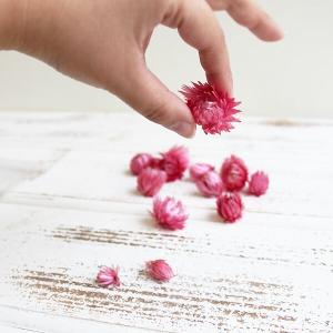 ドライフラワー 花材 即日出荷 シルバーデイジ...の詳細画像3