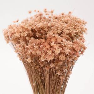 ドライフラワー 花材 即日出荷 スターフラワー...の詳細画像1