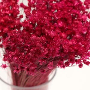 ドライフラワー 花材 即日出荷 特価 スターフ...の詳細画像1