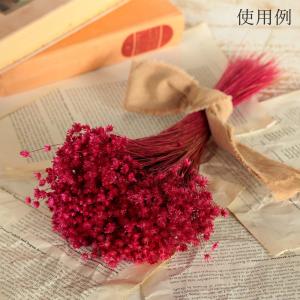ドライフラワー 花材 即日出荷 特価 スターフ...の詳細画像4
