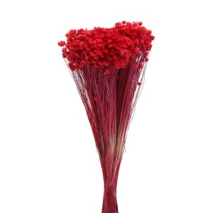 ドライフラワー 花材 即日出荷 パングラ豆S ナチュラル 実 スワッグ