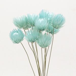 ドライフラワー 花材 即日出荷 シルバーデイジ...の詳細画像1