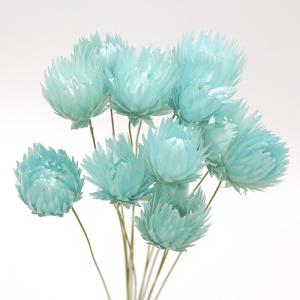 ドライフラワー 花材 即日出荷 シルバーデイジ...の詳細画像2