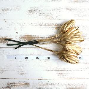 ドライフラワー 花材 即日出荷 プロテアツボミ...の詳細画像2