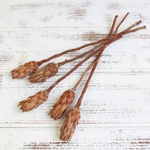 ドライフラワー 花材 即日出荷 プロテアミニ(プロテア) グラデーションホワイト プロティア プロテア ワイルドフラワー ドライフラワー スワッグ 東方貿易