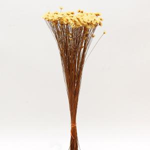 ドライフラワー 花材 即日出荷 特価 スターフラワー ライトイエロー 花材 素材 材料 パーツ 黄色 クリーム スワッグ ブーケ ドライフラワー花束 東方貿易