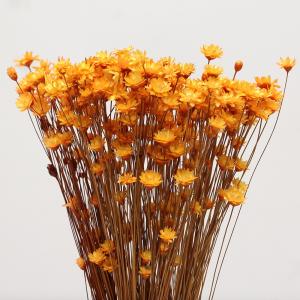 ドライフラワー 花材 即日出荷 特価 スターフ...の詳細画像1