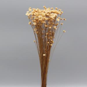 プリザーブドフラワー 花材 即日出荷 ヴェスペネスト・プリザーブド