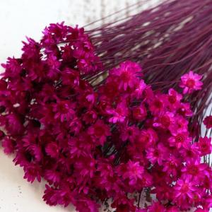 ドライフラワー 花材 即日出荷 スターフラワー...の詳細画像1