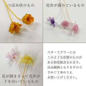 ドライフラワー 花材 即日出荷 スターフラワー...の詳細画像3