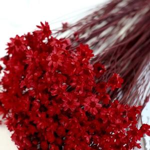 ドライフラワー 花材 即日出荷 スターフラワー...の詳細画像1