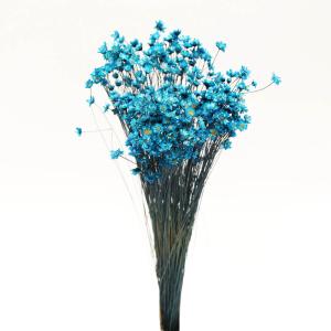 ドライフラワー 花材 即日出荷 スターフラワー ...の商品画像