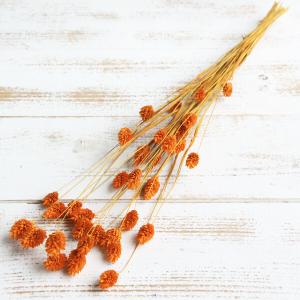 ドライフラワー 花材 即日出荷 ファラリス オレ...の商品画像