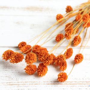 ドライフラワー 花材 即日出荷 ファラリス オ...の詳細画像1