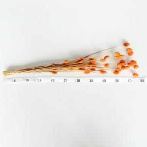 ドライフラワー 花材 即日出荷 ファラリス オ...の詳細画像2