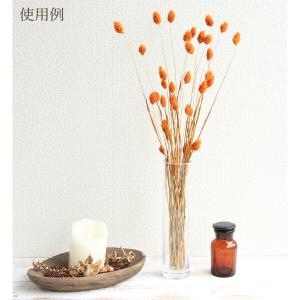 ドライフラワー 花材 即日出荷 ファラリス オ...の詳細画像3